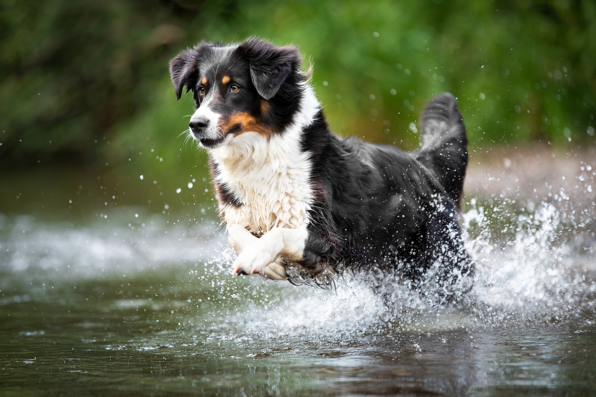 Tricolour Hund rennt im Wasser