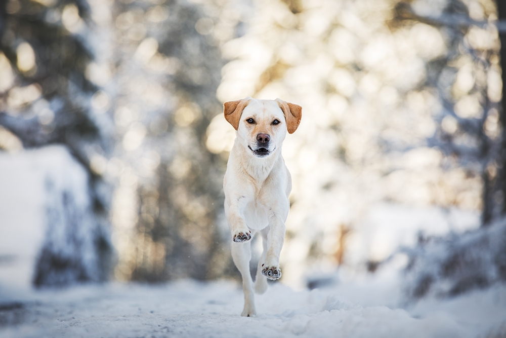 Hund rennt im Schnee