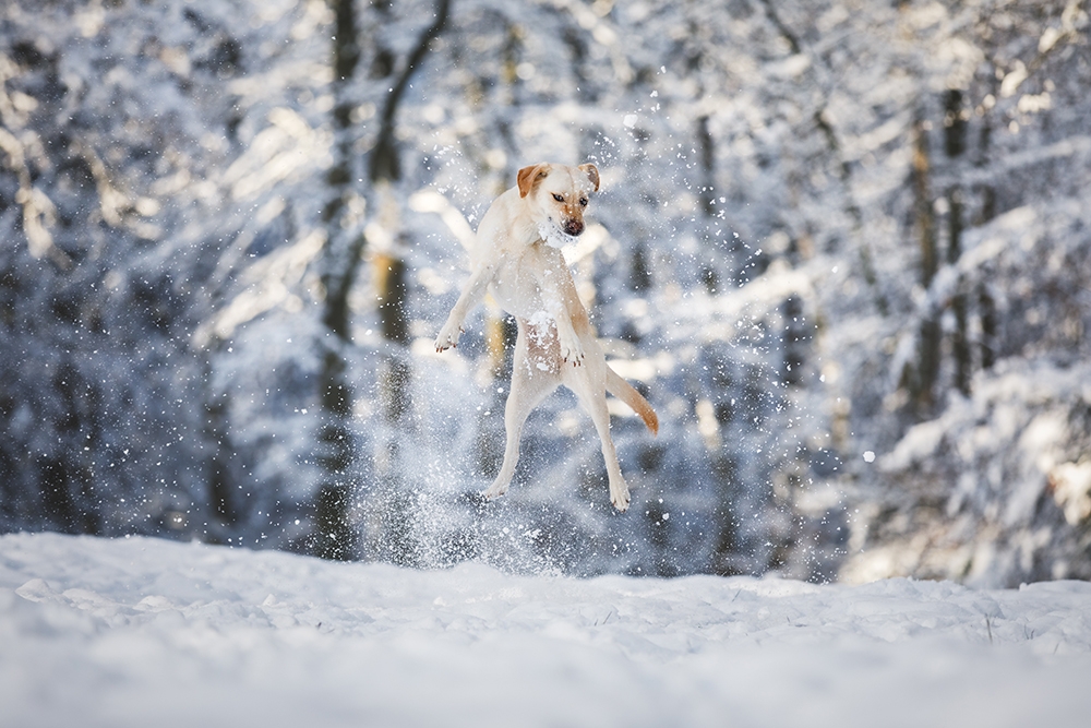 Labrador in Action fängt Schnee