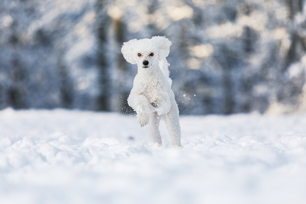 Weißer Pudel rennt im Schnee